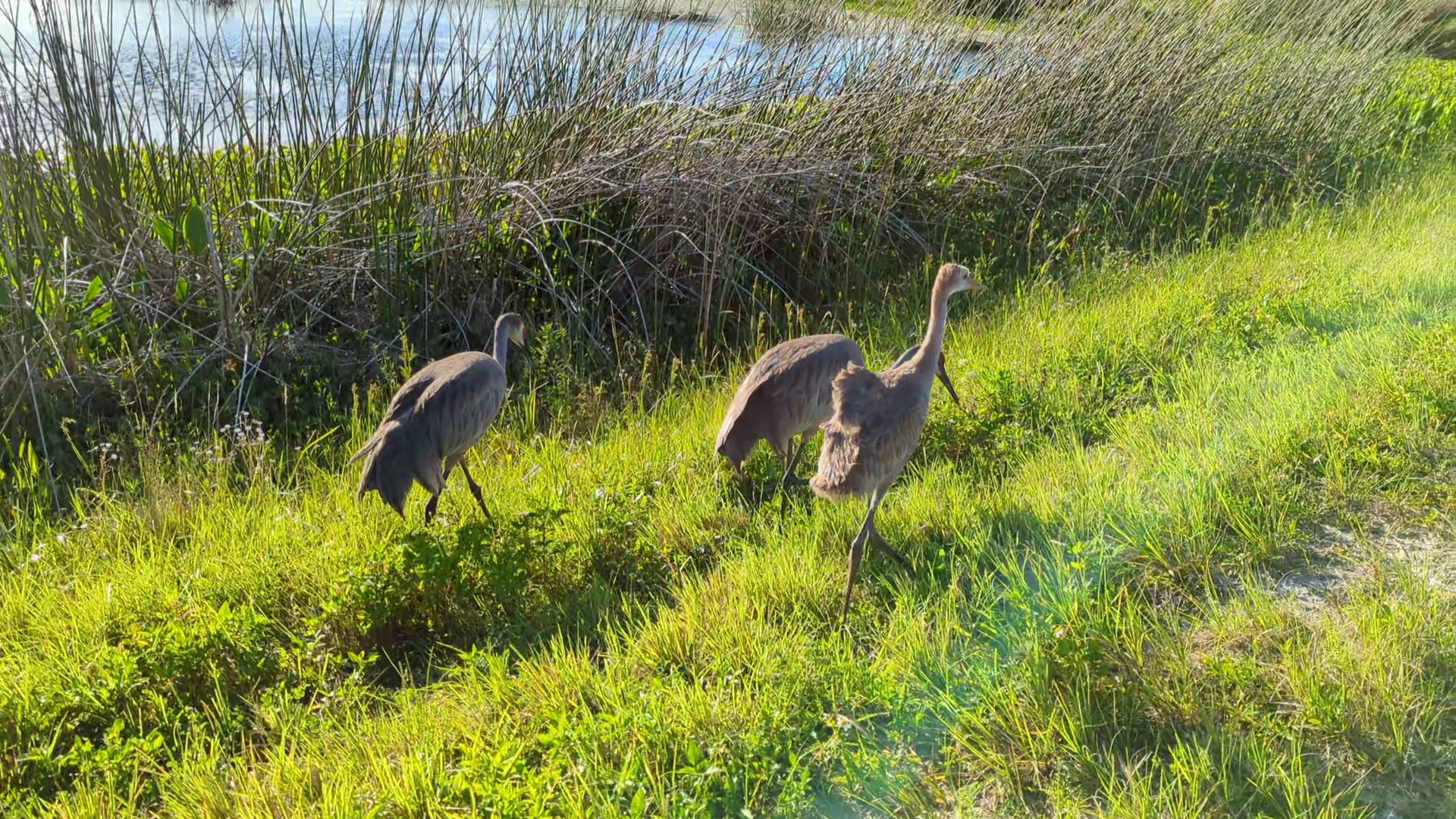 Seminole Ranch Conservation Area - Christmas, FL