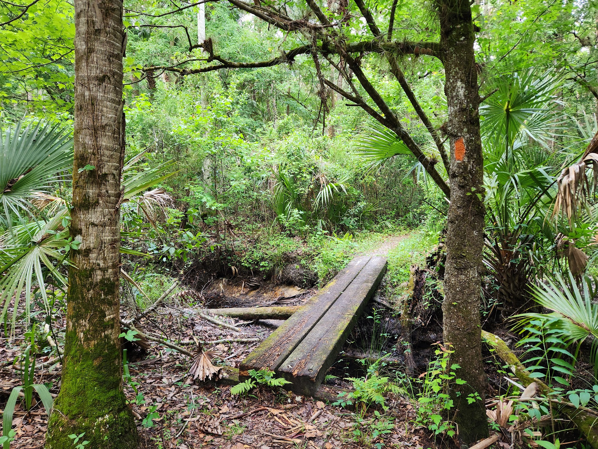 Seminole Ranch Conservation Area - Christmas, FL