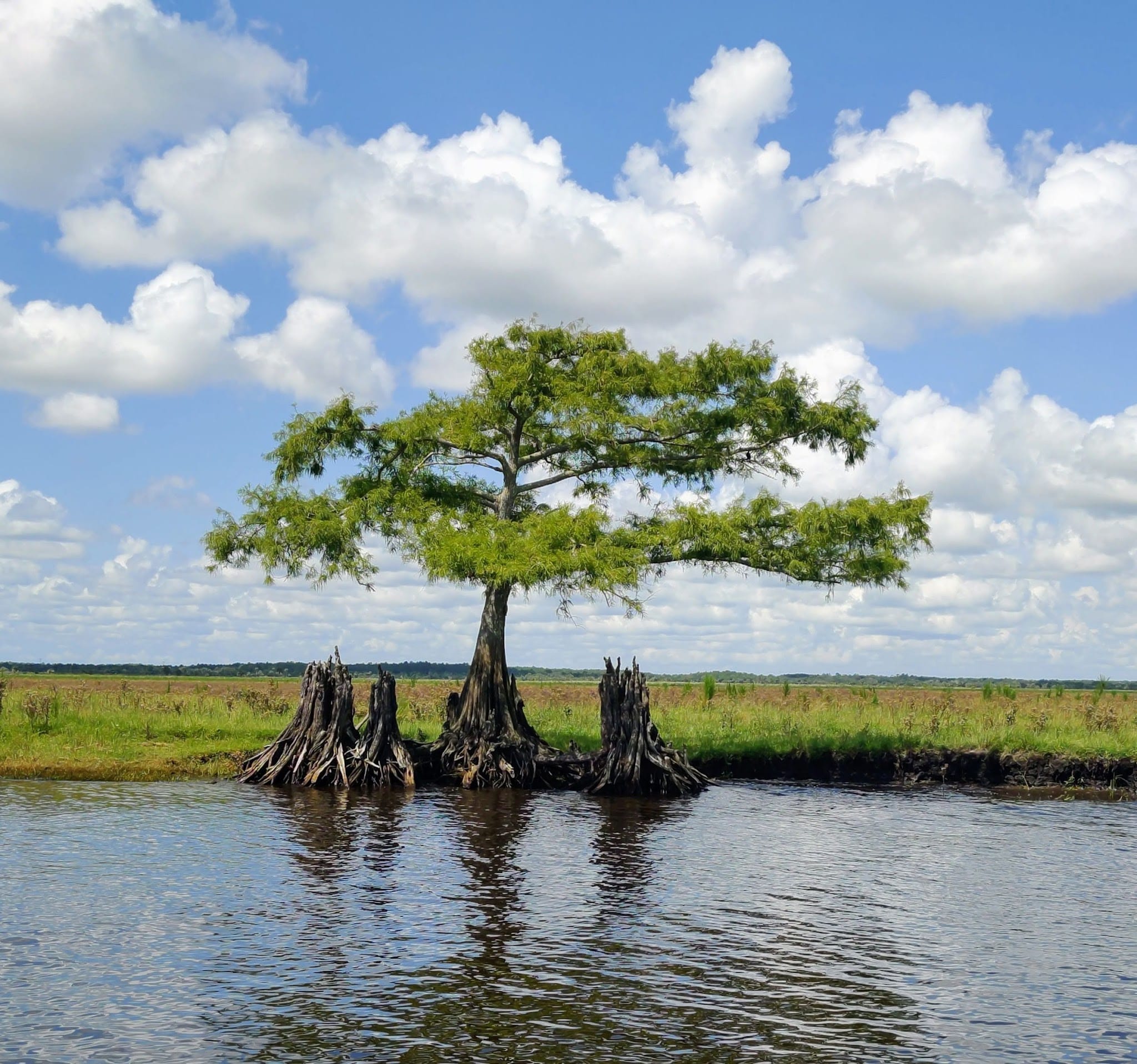 Seminole Ranch Conservation Area - Christmas, FL
