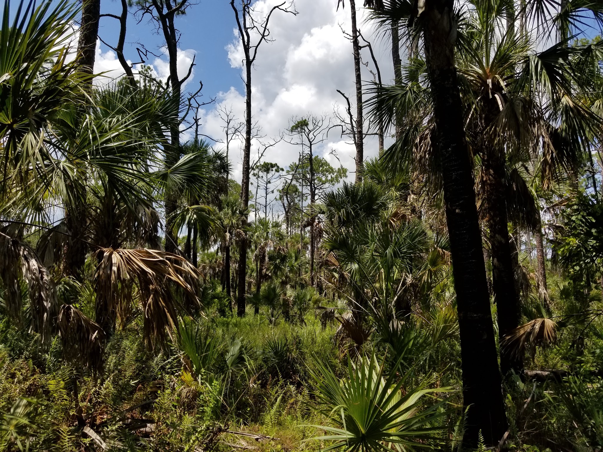 Tosohatchee Wildlife Management Area - Christmas, FL