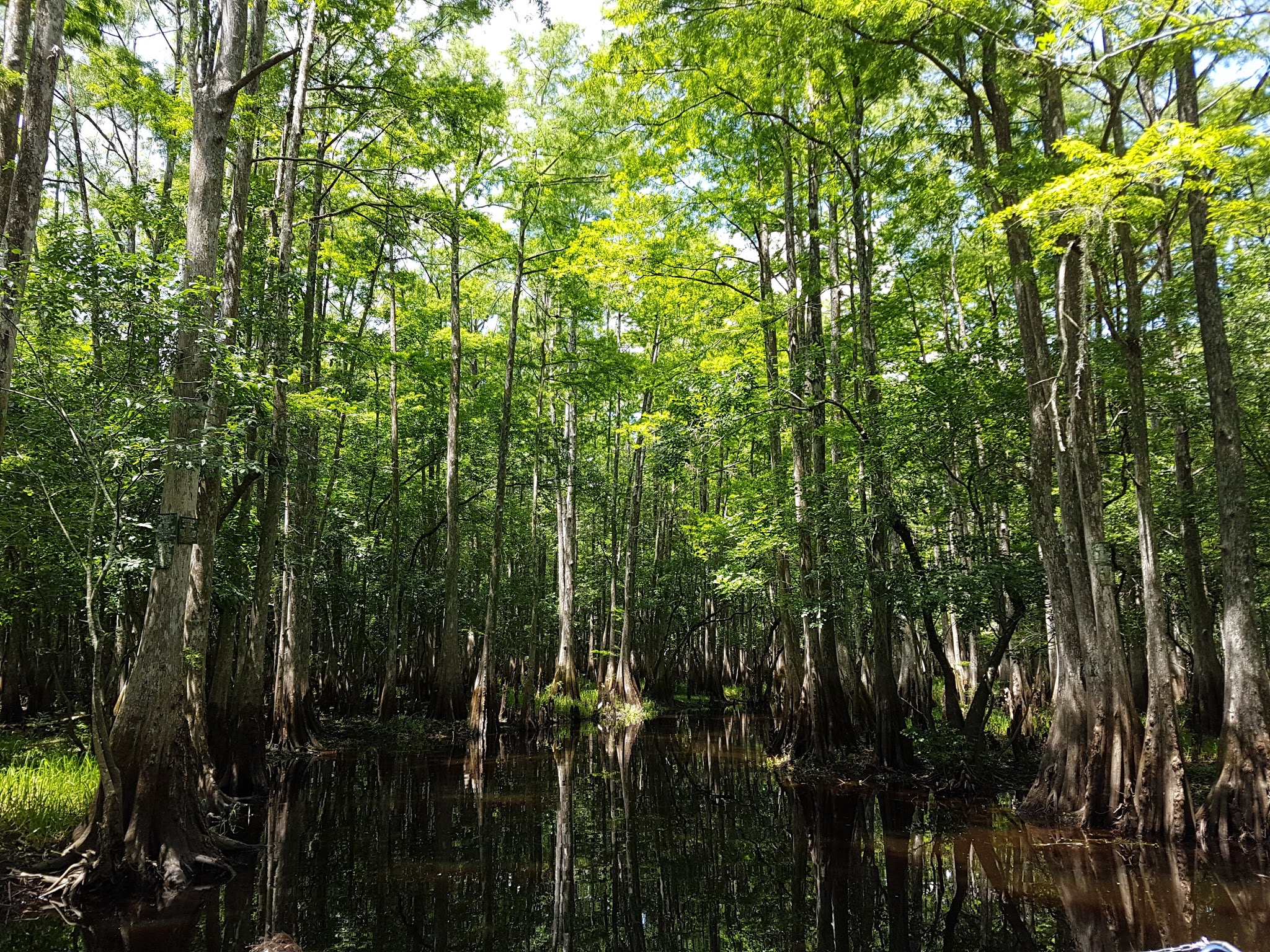 Tosohatchee Wildlife Management Area - Christmas, FL