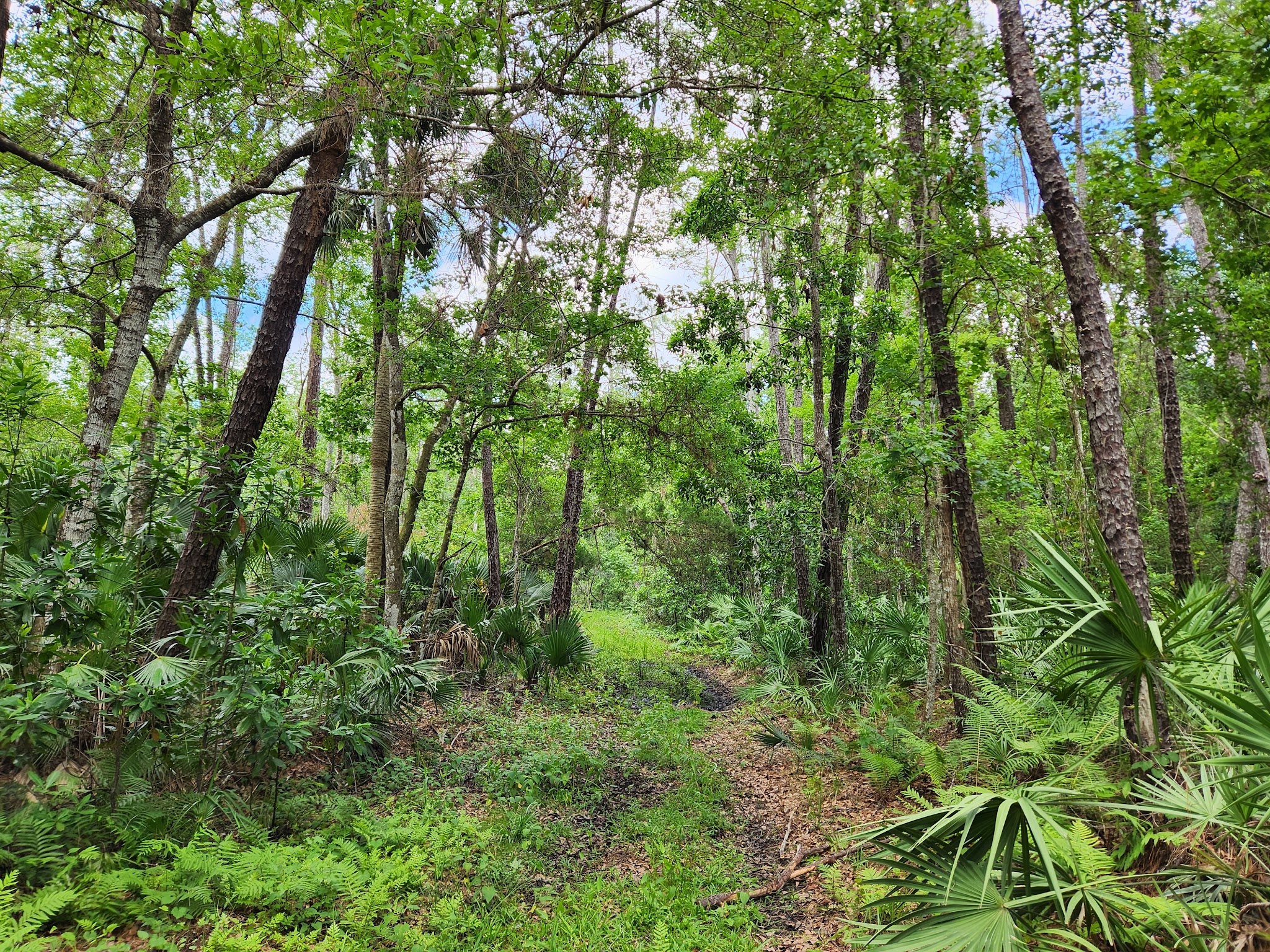 Chuluota Wilderness Area - Chuluota, FL