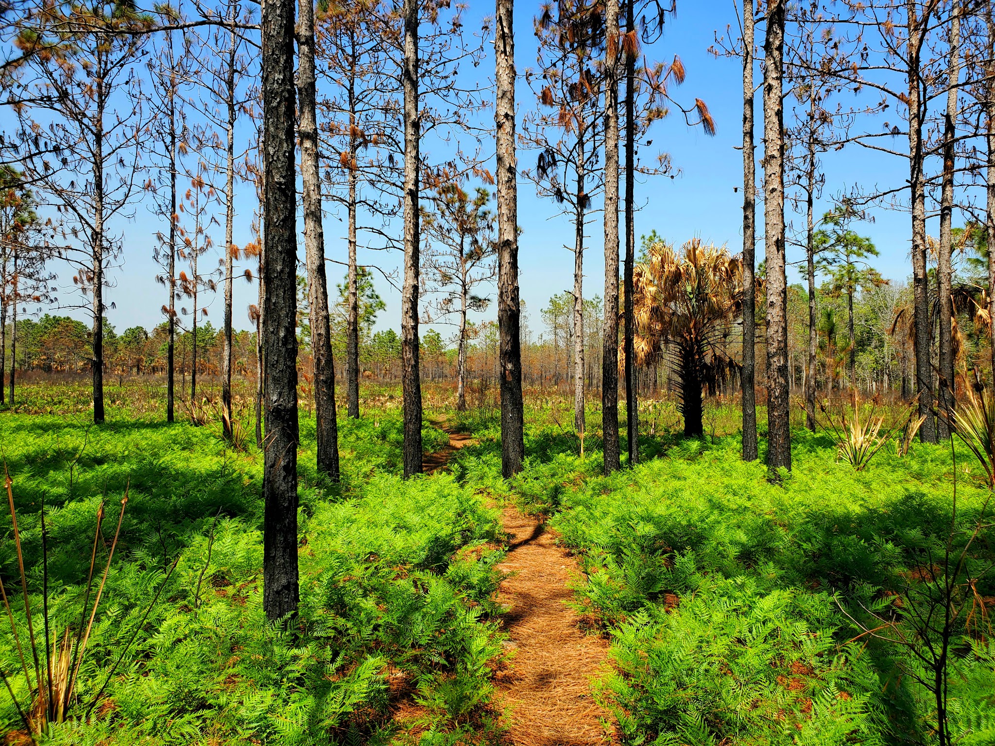 Chuluota Wilderness Area - Chuluota, FL