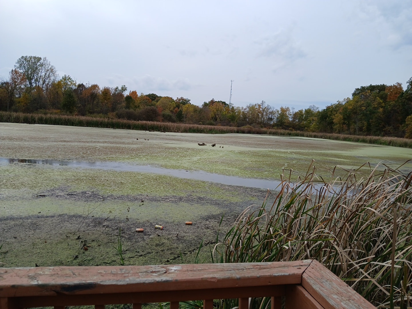 Churubusco Park Wetland - Churubusco, IN