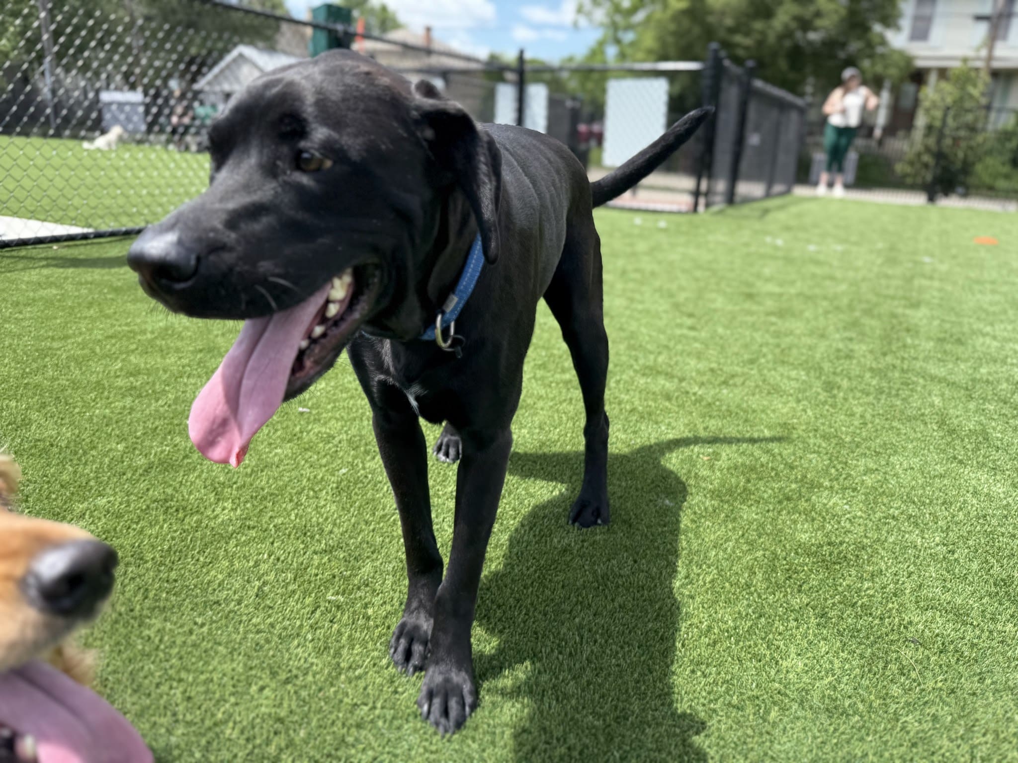 Brave Like Brayden Dog Park - Cincinnati, OH