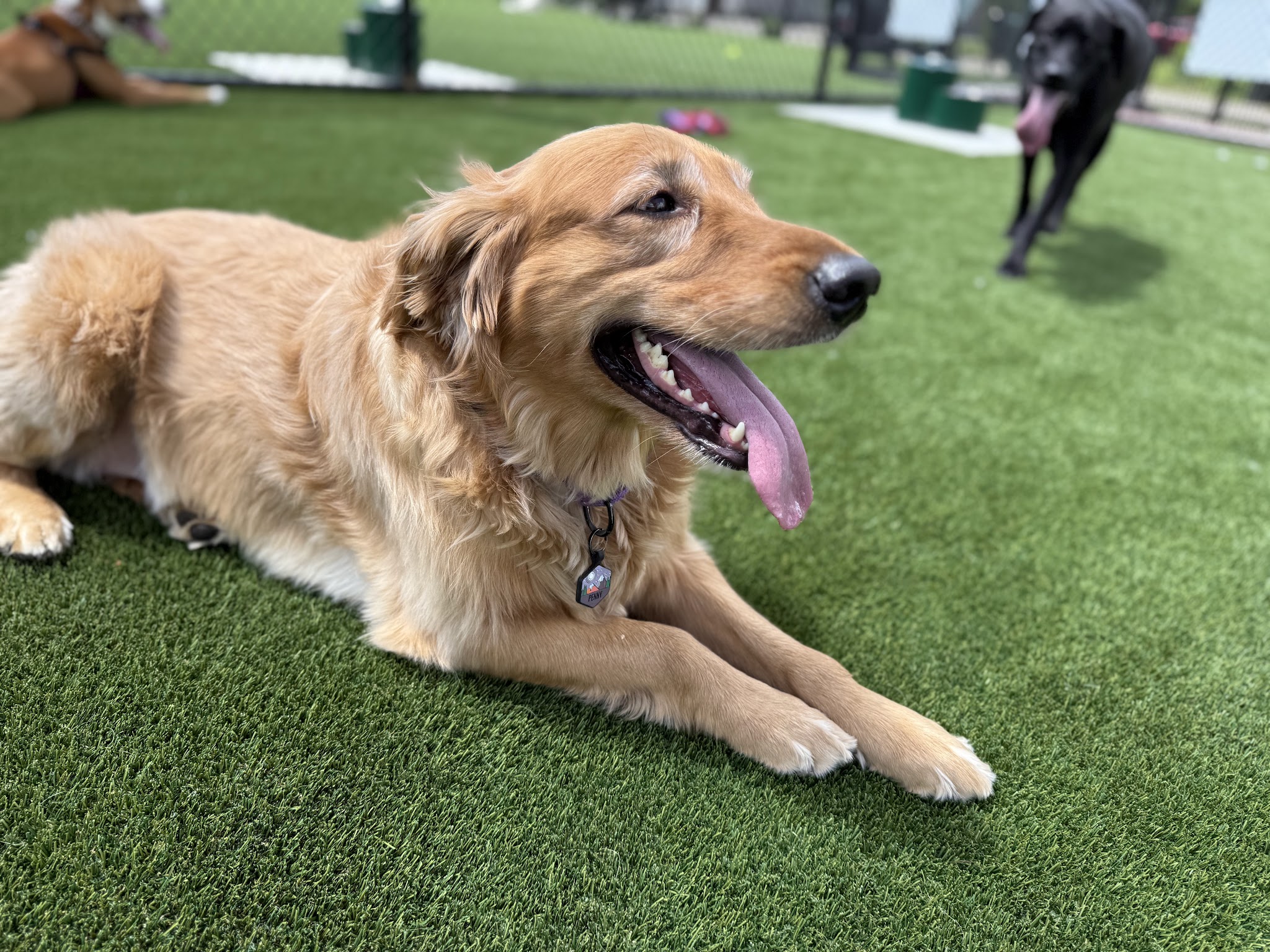 Brave Like Brayden Dog Park - Cincinnati, OH