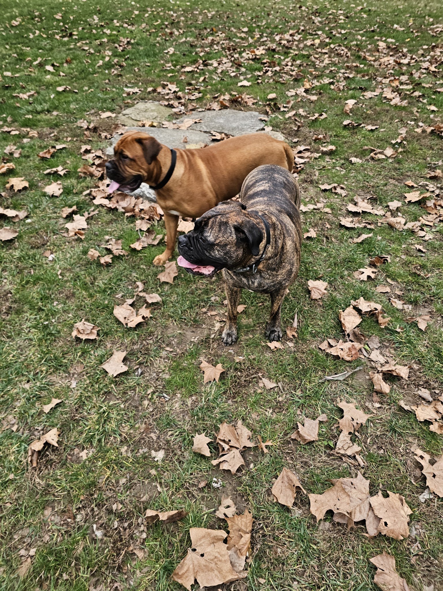 Kellogg Park & Dog Field - Cincinnati, OH