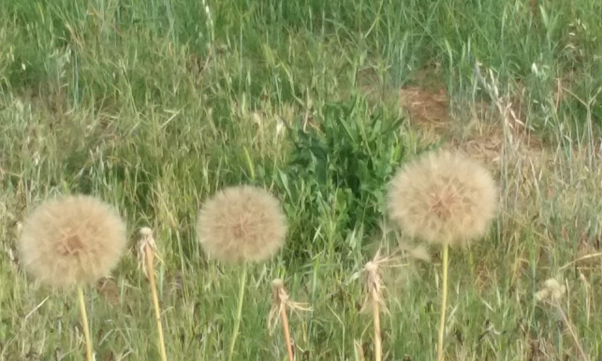 Cherry Creek Manor Park - Citrus Heights, CA