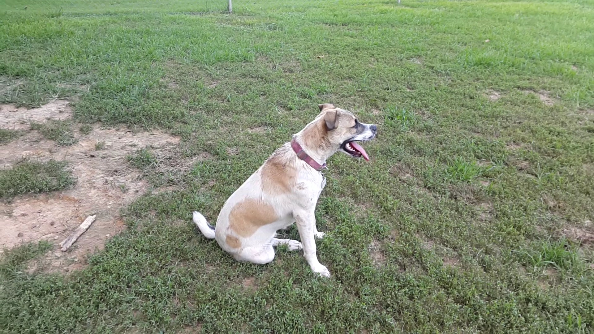 Heritage Dog Park - Clarksville, TN