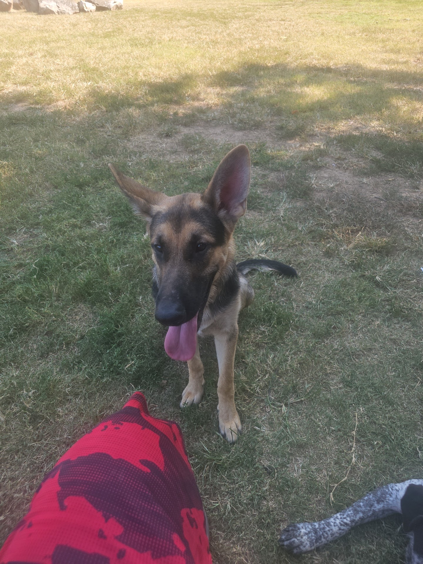 Heritage Dog Park - Clarksville, TN