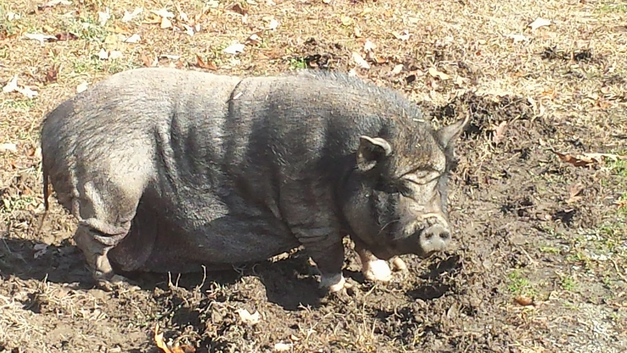 Beaver Pond Creek Wildlife Management Area - Clarksville, VA