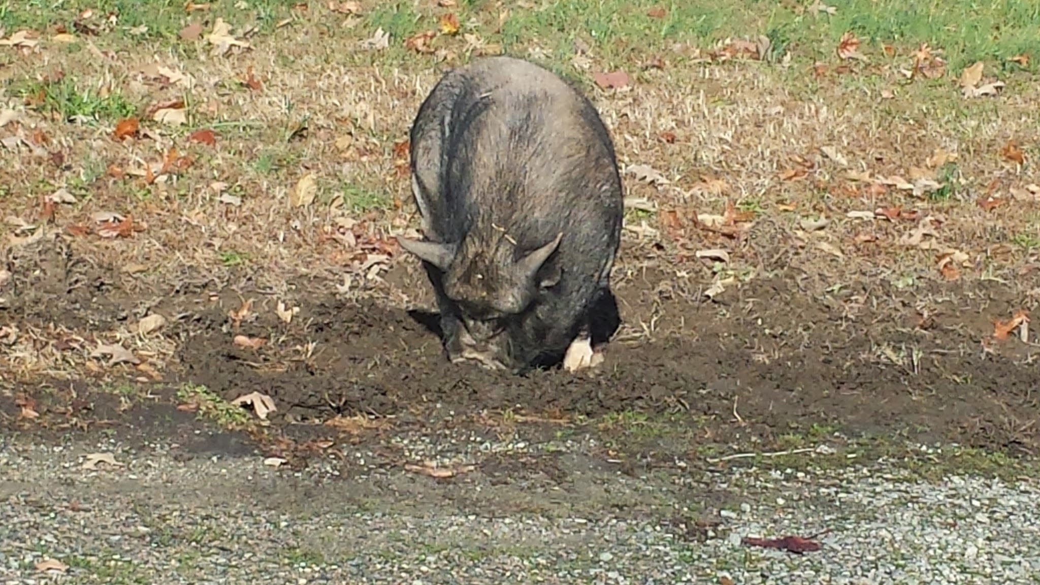Beaver Pond Creek Wildlife Management Area - Clarksville, VA