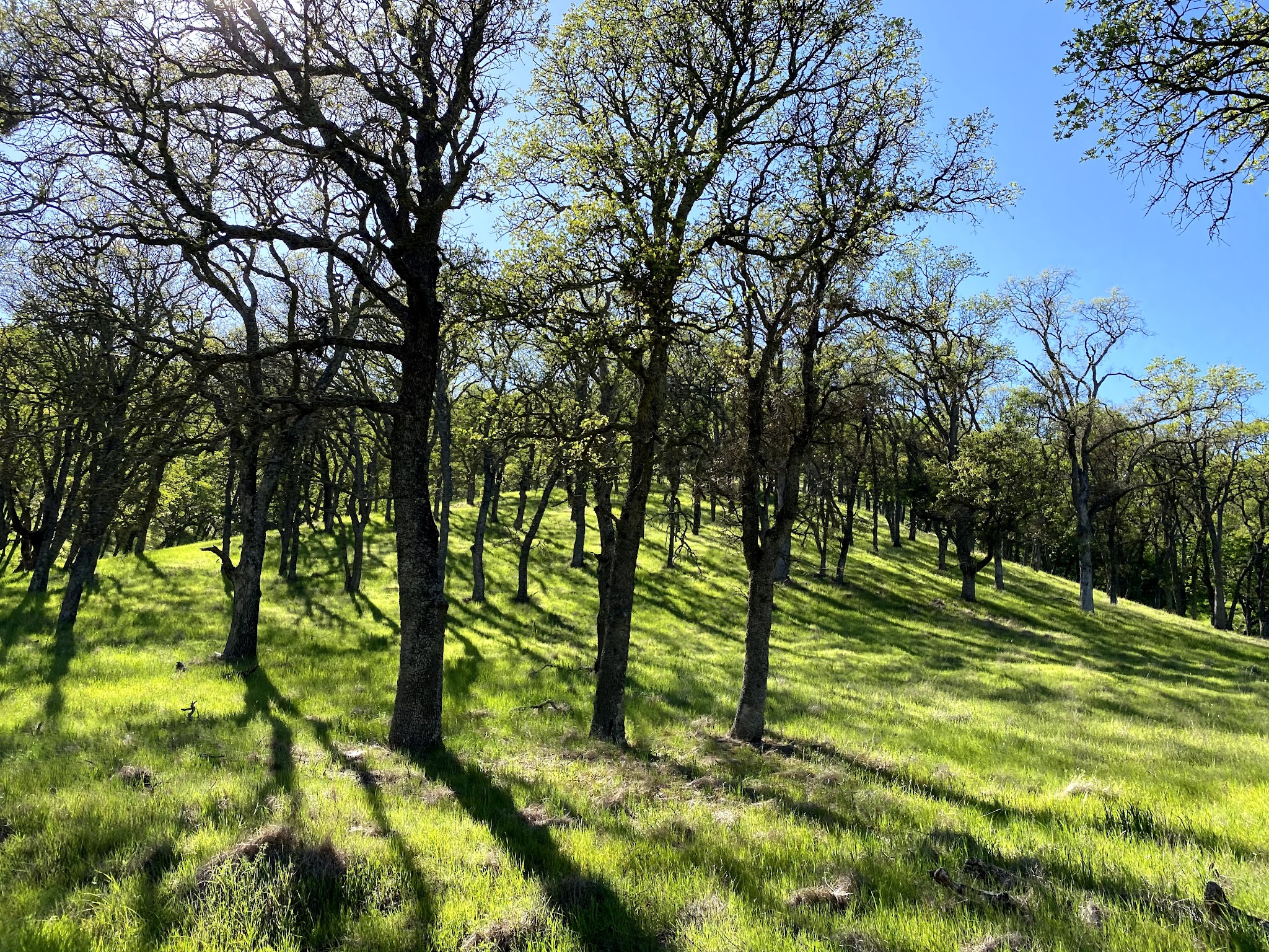 Diablo State Park - Clayton, CA