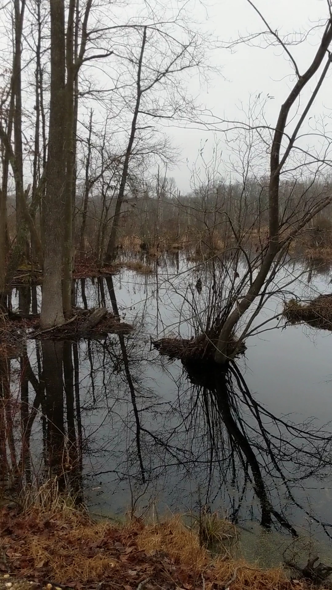 Glassboro Wildlife Management Area - Clayton, NJ