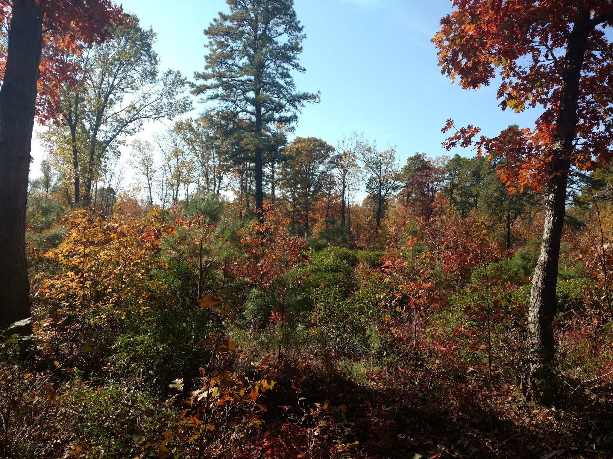 Glassboro Wildlife Management Area - Clayton, NJ