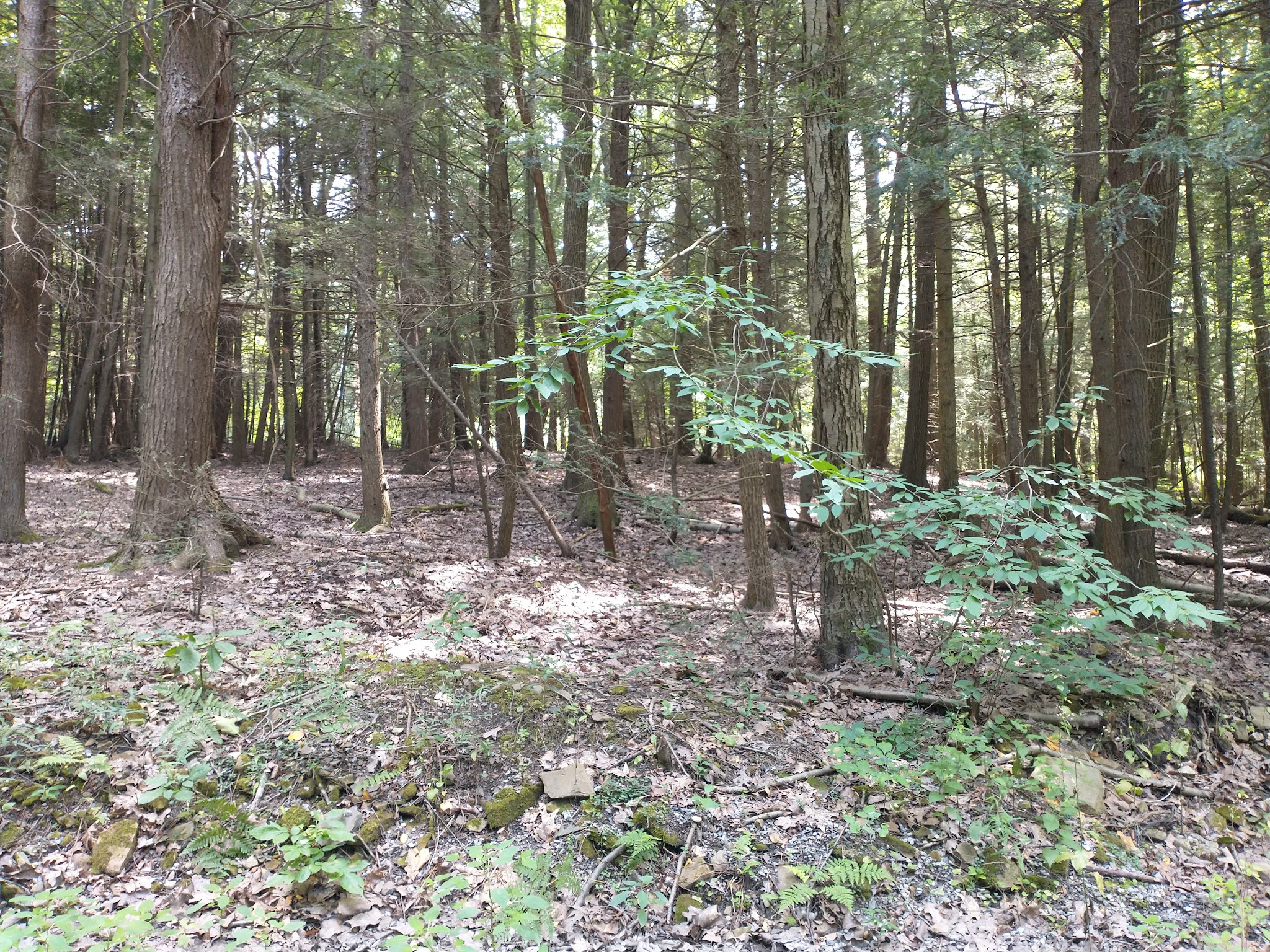 Lower Witmer Park - Clearfield, PA