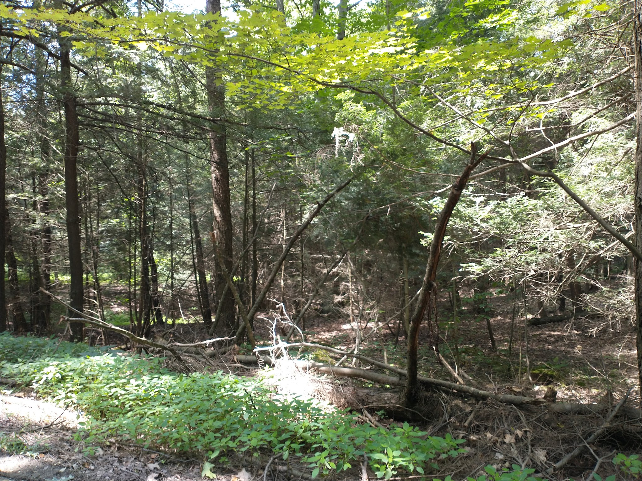 Lower Witmer Park - Clearfield, PA