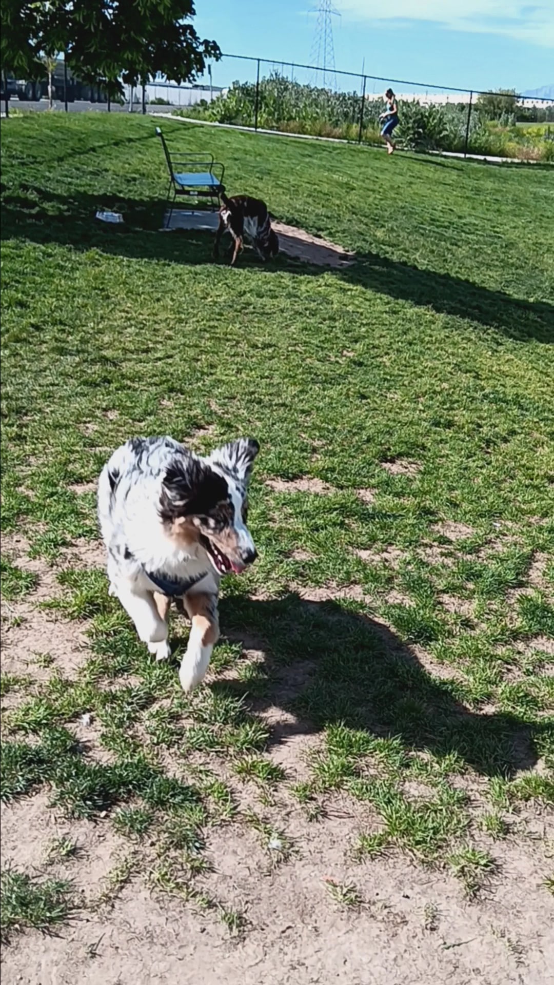 Barlow Dog Park - Clearfield, UT
