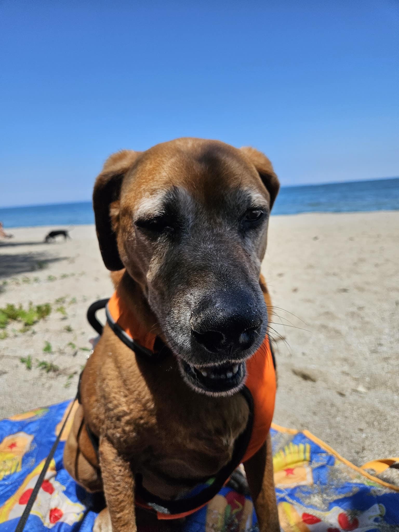 K-9 Coastline - Cleveland, OH