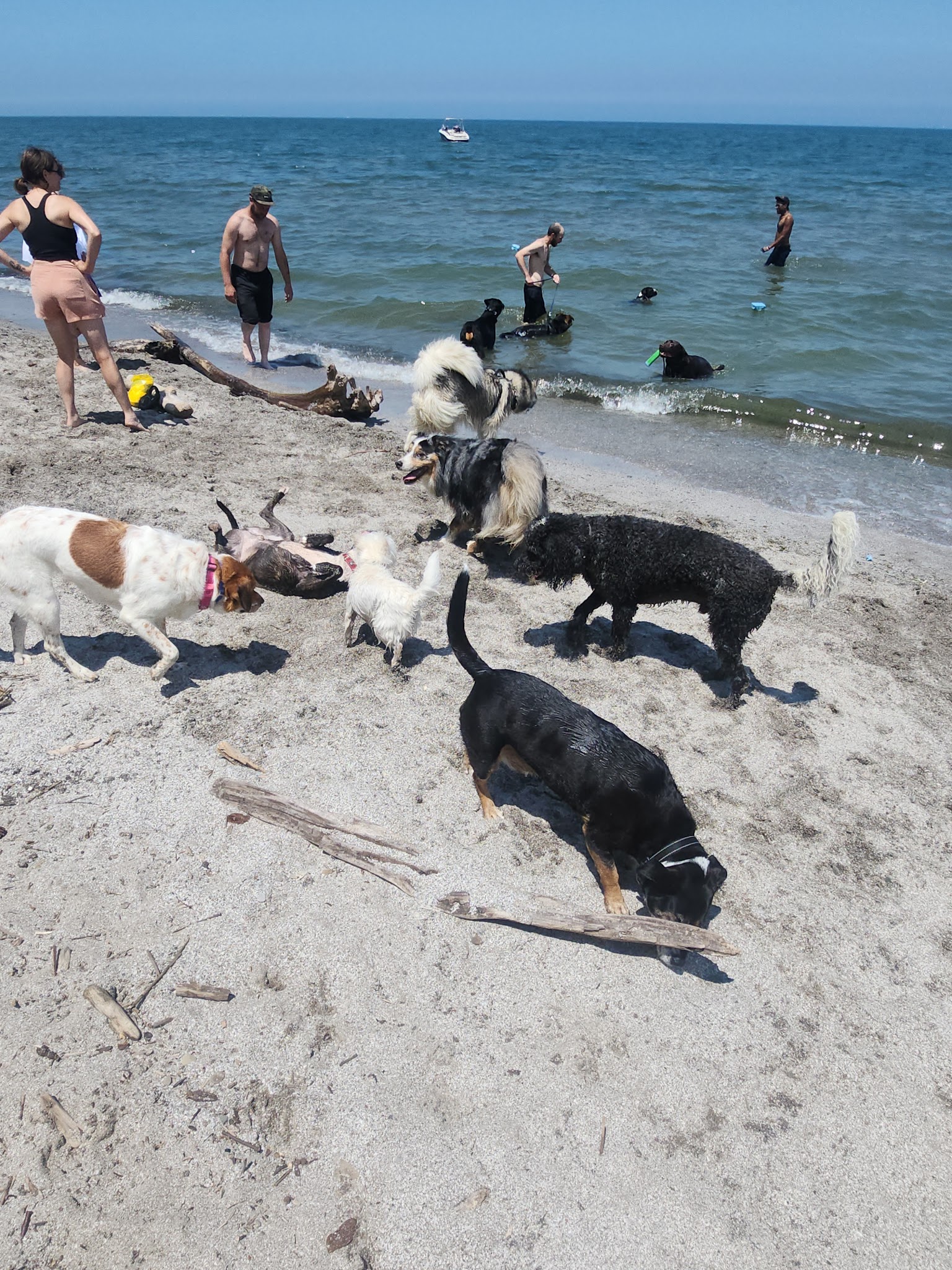 K-9 Coastline - Cleveland, OH