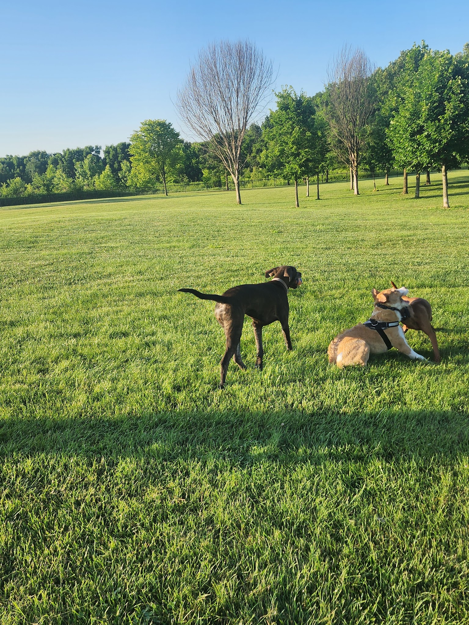 Simmonds Family Dog Park - Cleves, OH