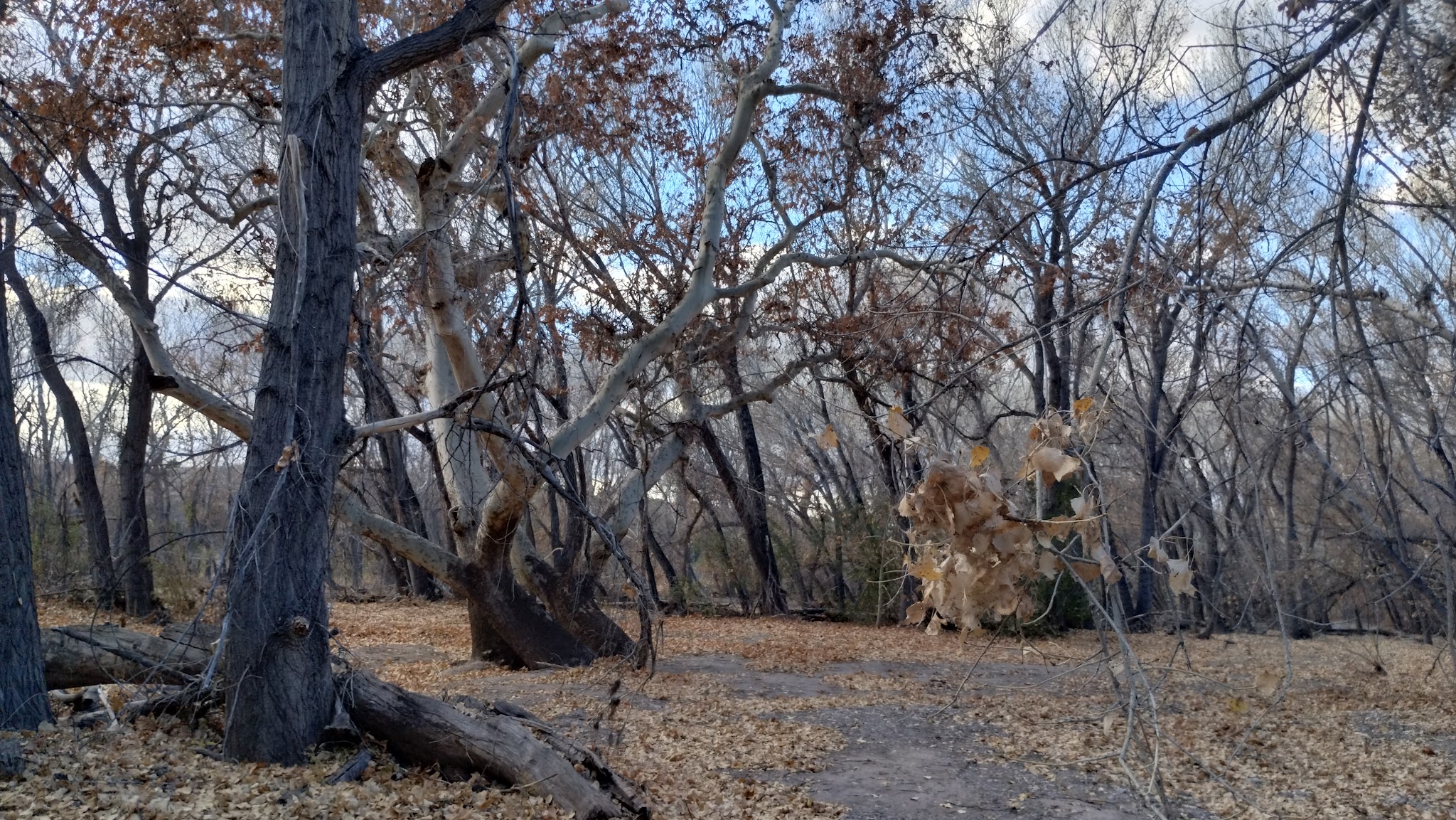 Box Canyon Day Use Area - Cliff, NM