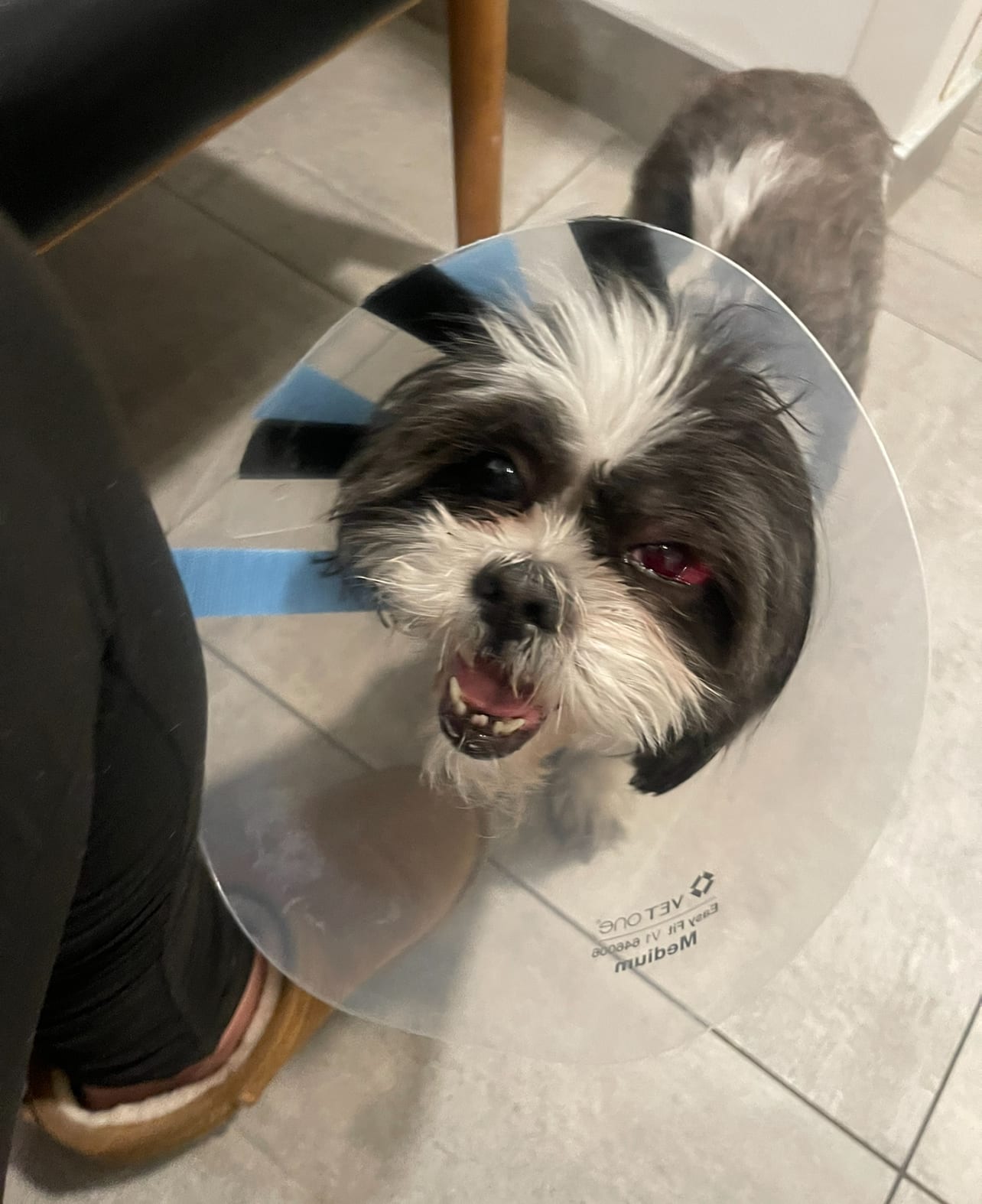 Animal Paradise Hospital - Cliffside Park, NJ