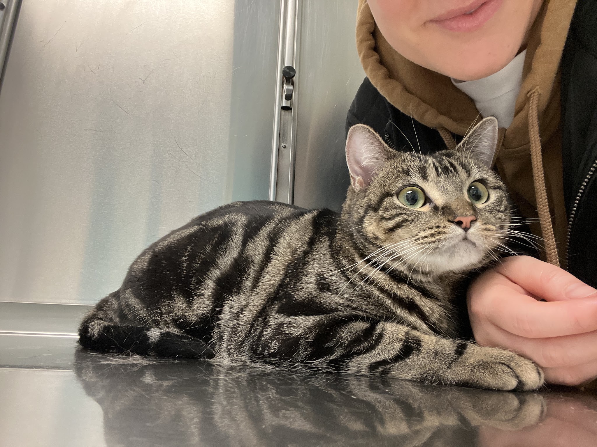 Animal Paradise Hospital - Cliffside Park, NJ