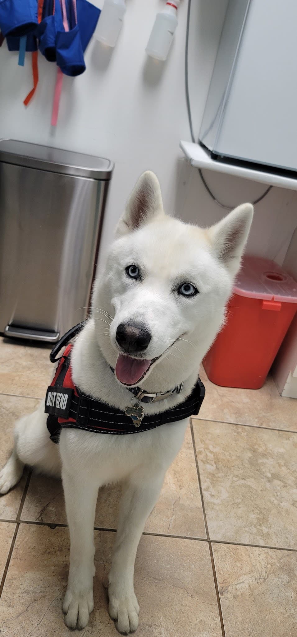 Animal Paradise Hospital - Cliffside Park, NJ