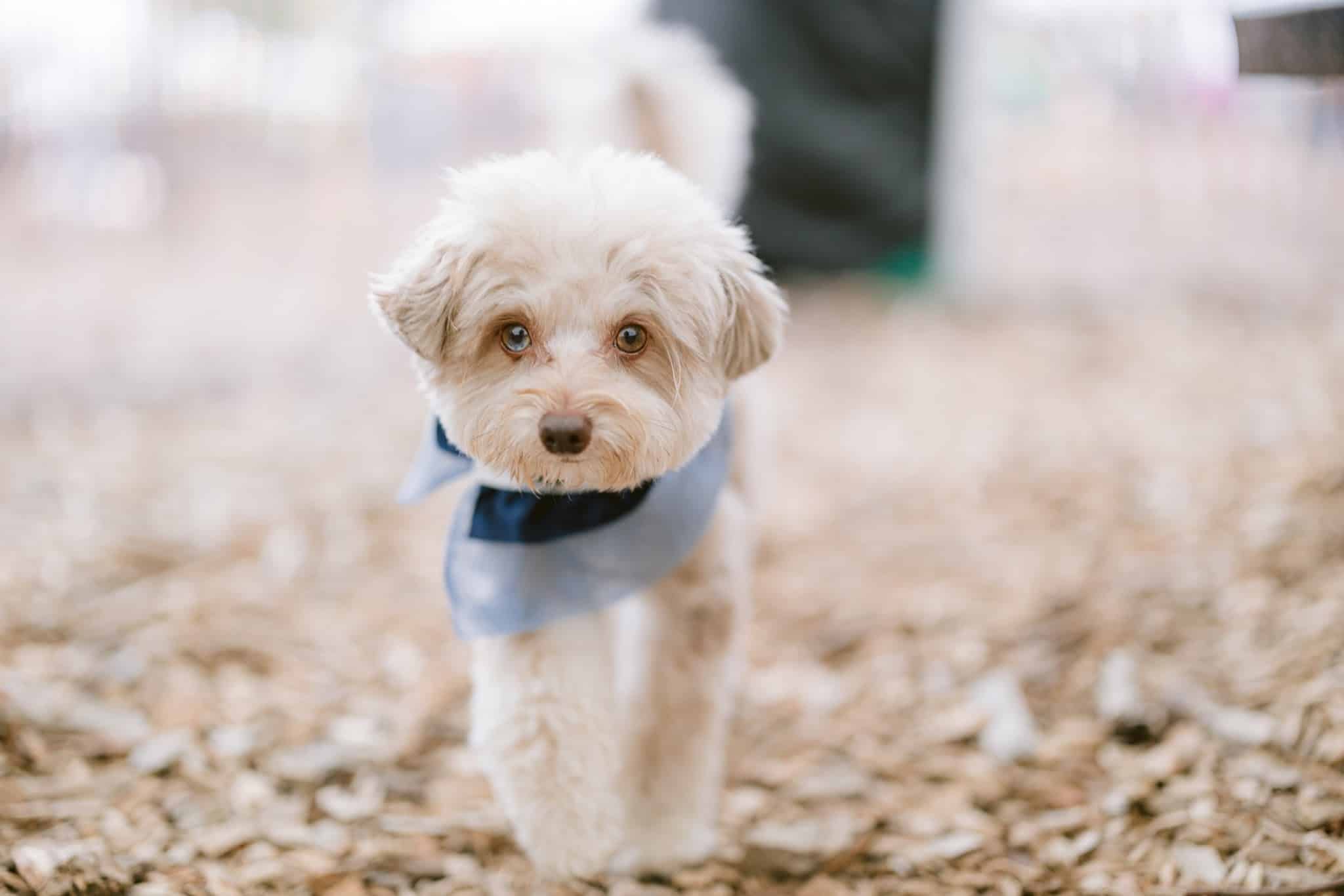 Groom & Goods – Dog Grooming & Pet Supply | Cliffside Park - Cliffside Park, NJ