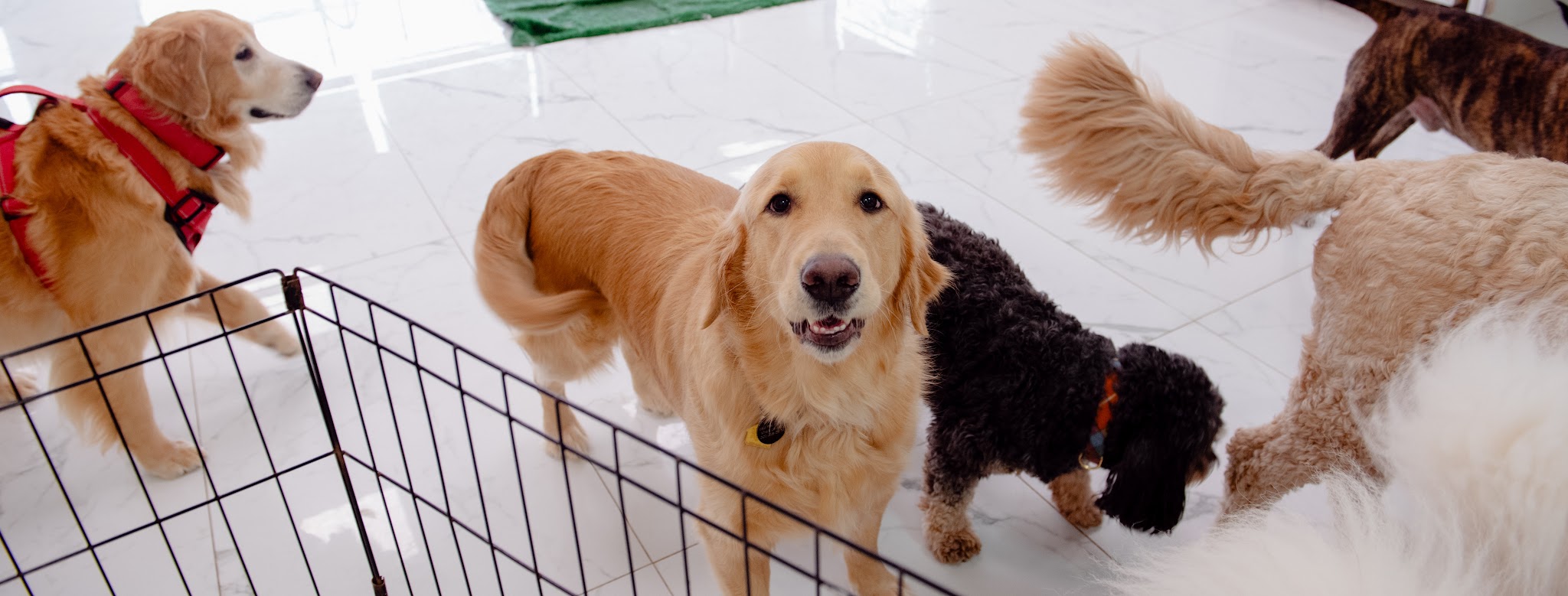 Head To Tail - Cliffside Park, NJ