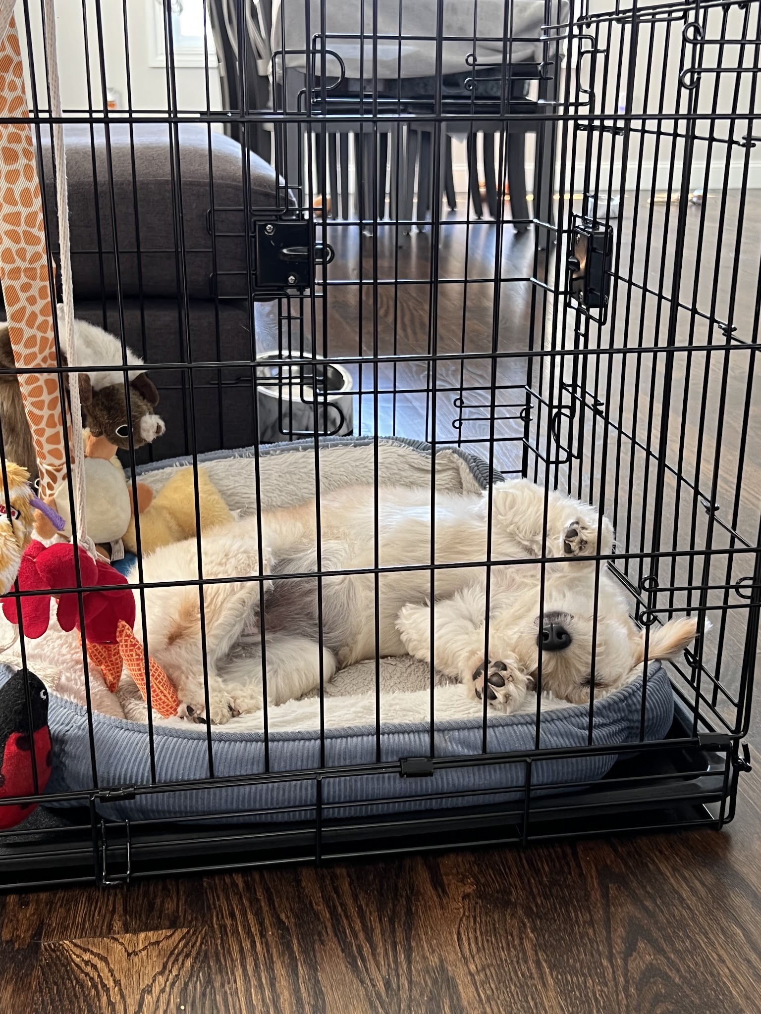 La Pet-isserie - Cliffside Park, NJ