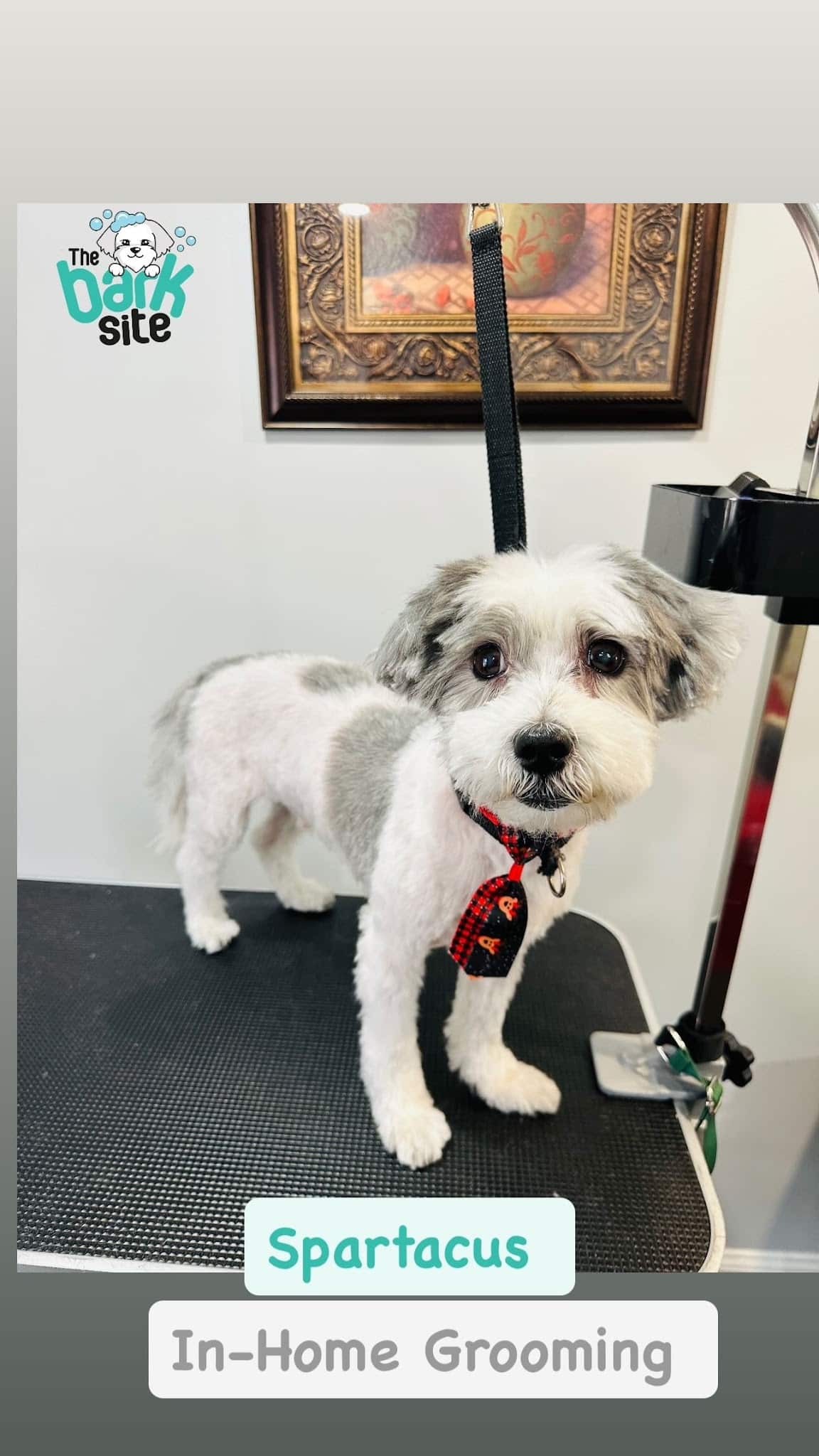 The Bark Site Grooming Spa - Cliffside Park, NJ