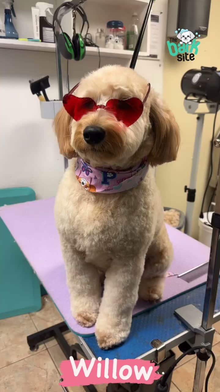 The Bark Site Grooming Spa - Cliffside Park, NJ