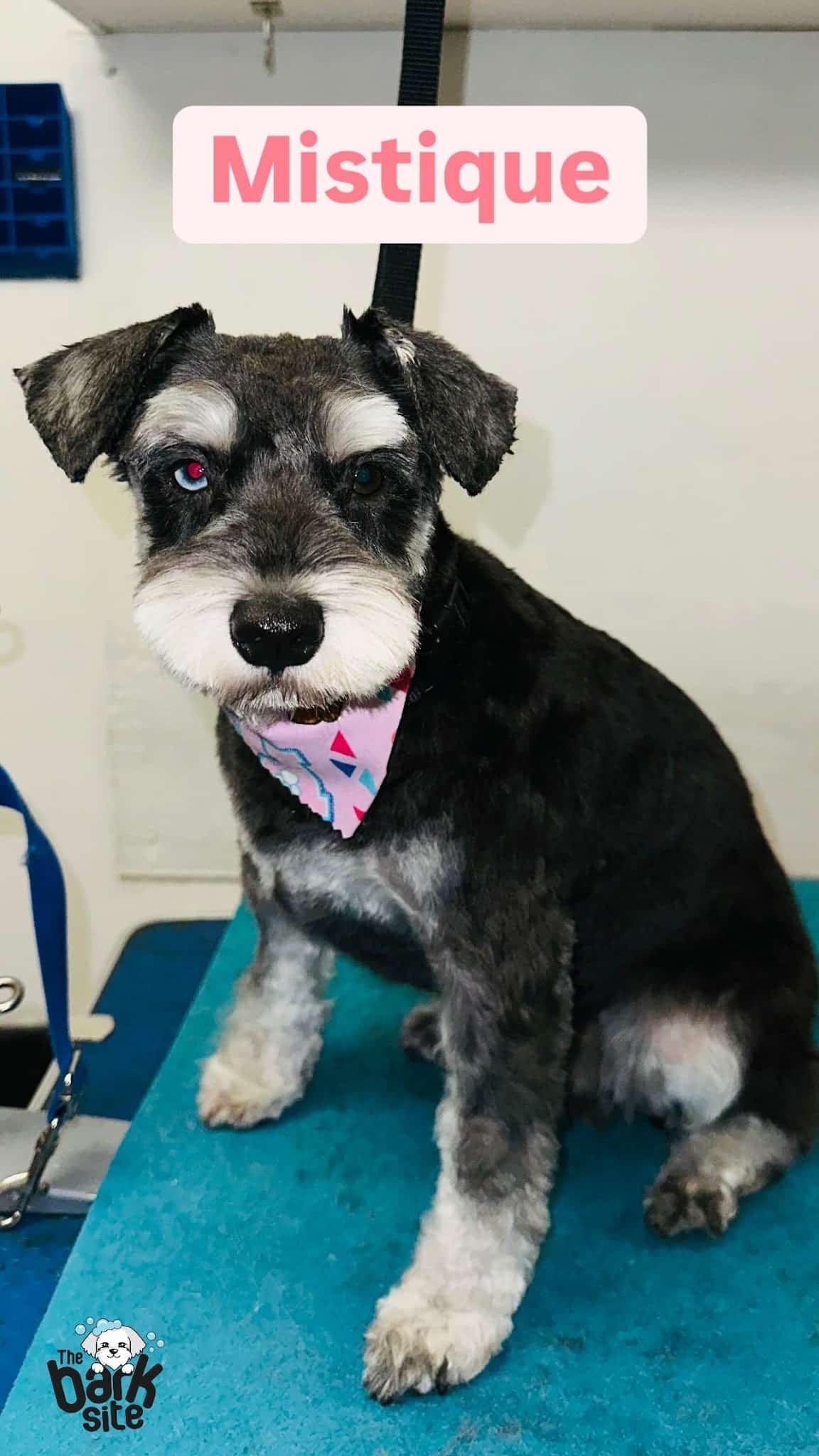 The Bark Site Grooming Spa - Cliffside Park, NJ