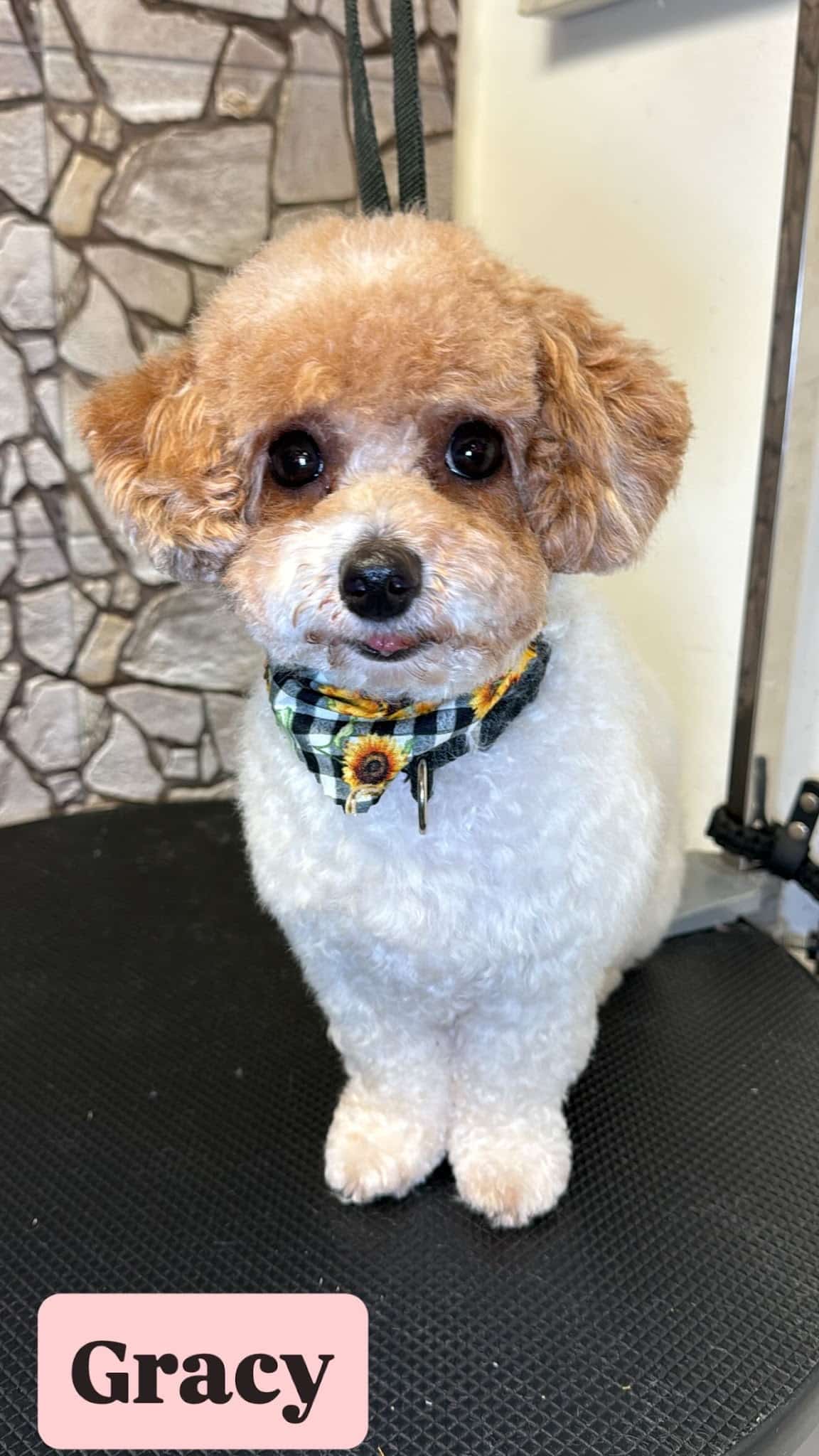 The Bark Site Grooming Spa - Cliffside Park, NJ