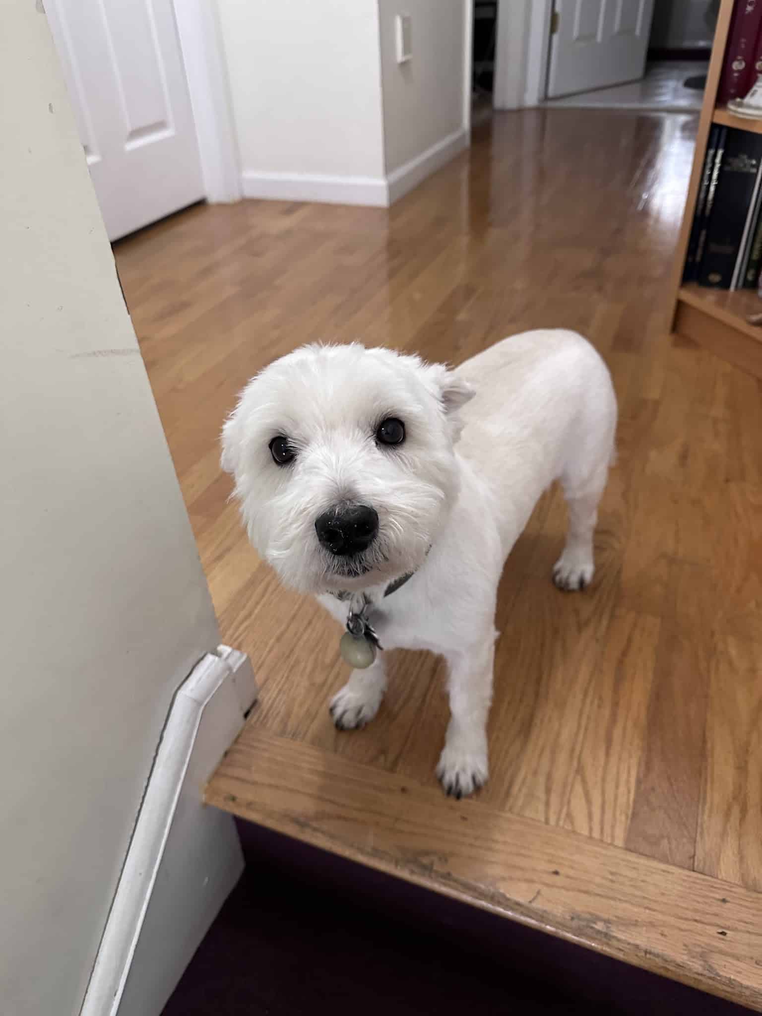 Tommy,s Pet Salon LLC - Cliffside Park, NJ