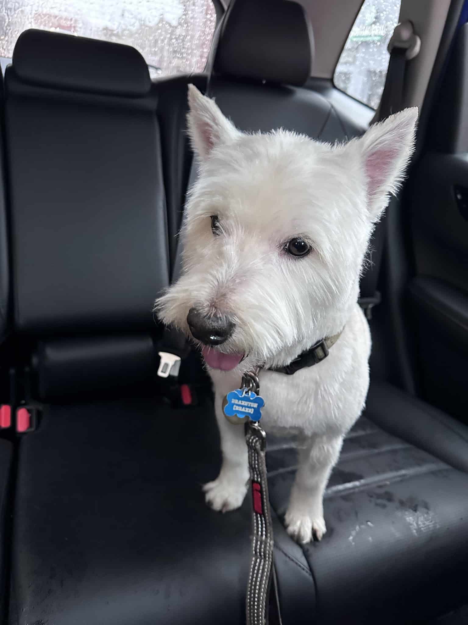 Tommy,s Pet Salon LLC - Cliffside Park, NJ