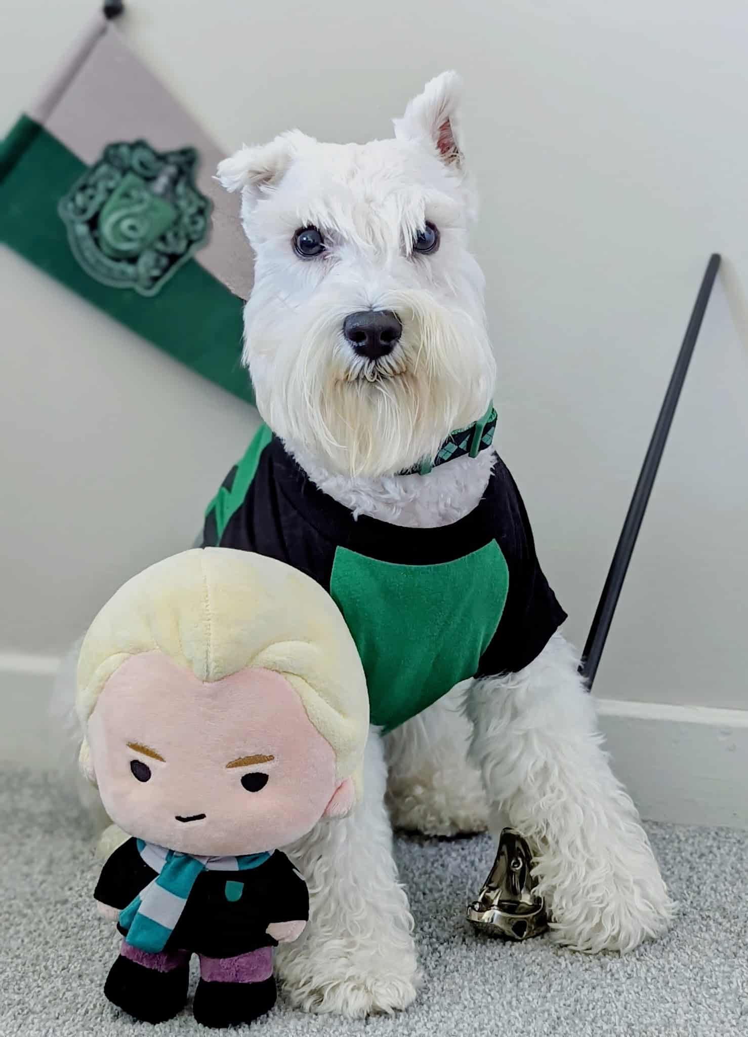 Tommy,s Pet Salon LLC - Cliffside Park, NJ