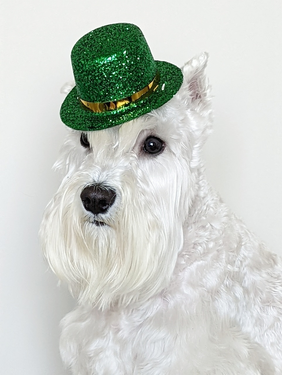 Tommy,s Pet Salon LLC - Cliffside Park, NJ