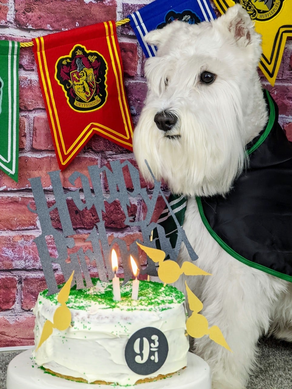 Tommy,s Pet Salon LLC - Cliffside Park, NJ