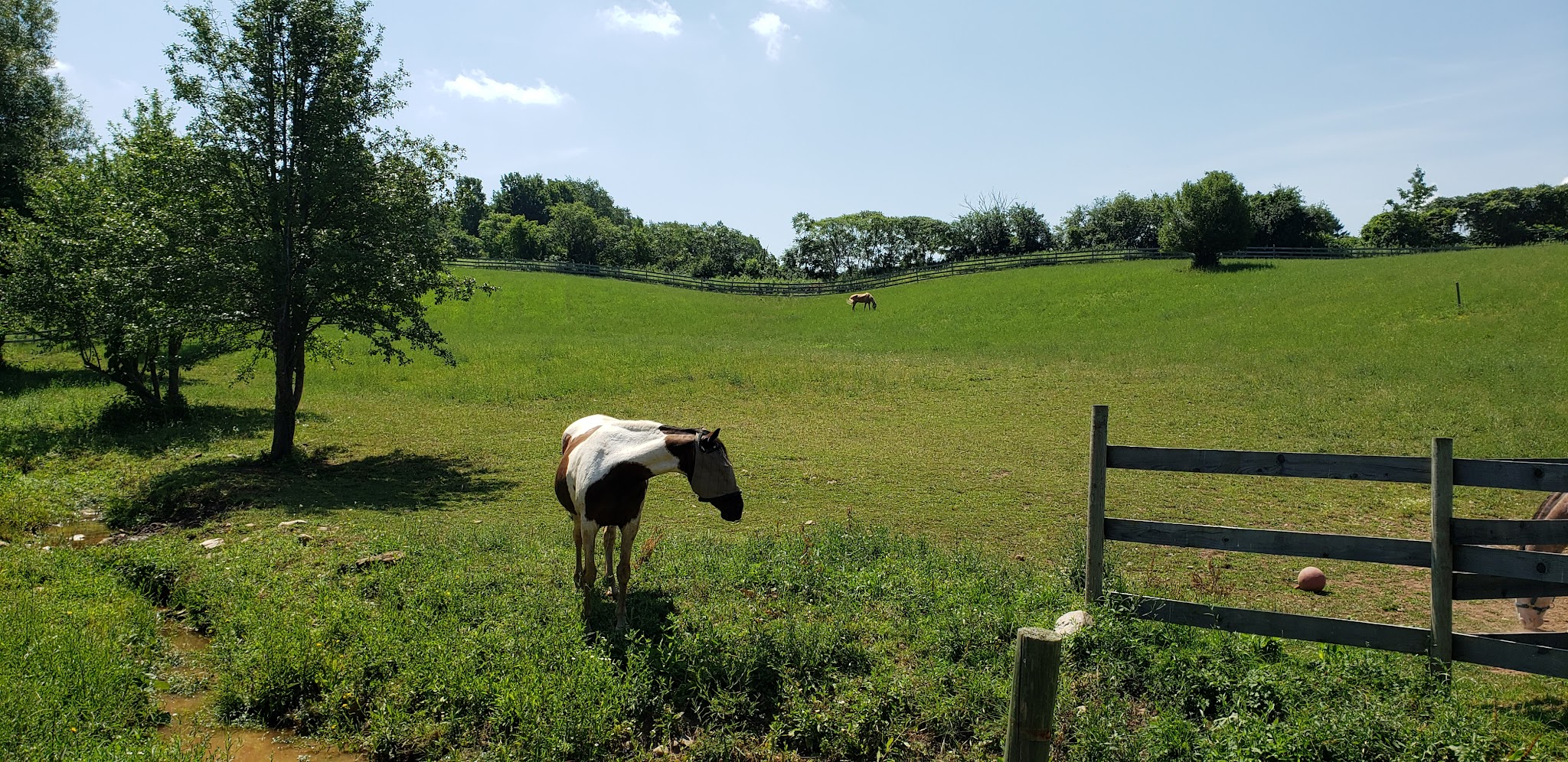 Spring Farm CARES - Clinton, NY