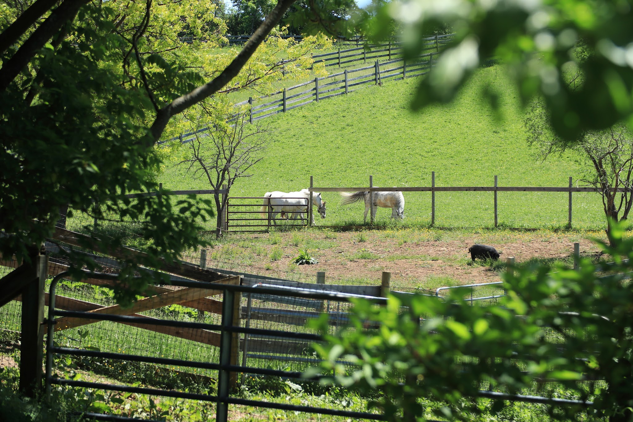 Spring Farm CARES - Clinton, NY