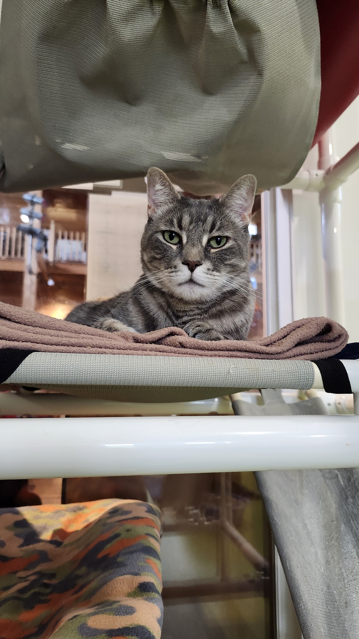 Spring Farm CARES - Clinton, NY