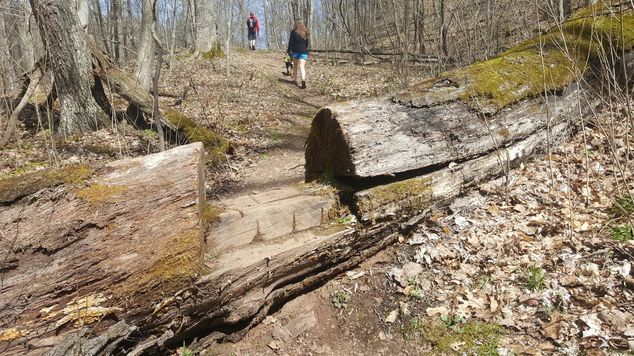 Valley Trail - Raccoon Park Rd Trailhead - Clinton, PA