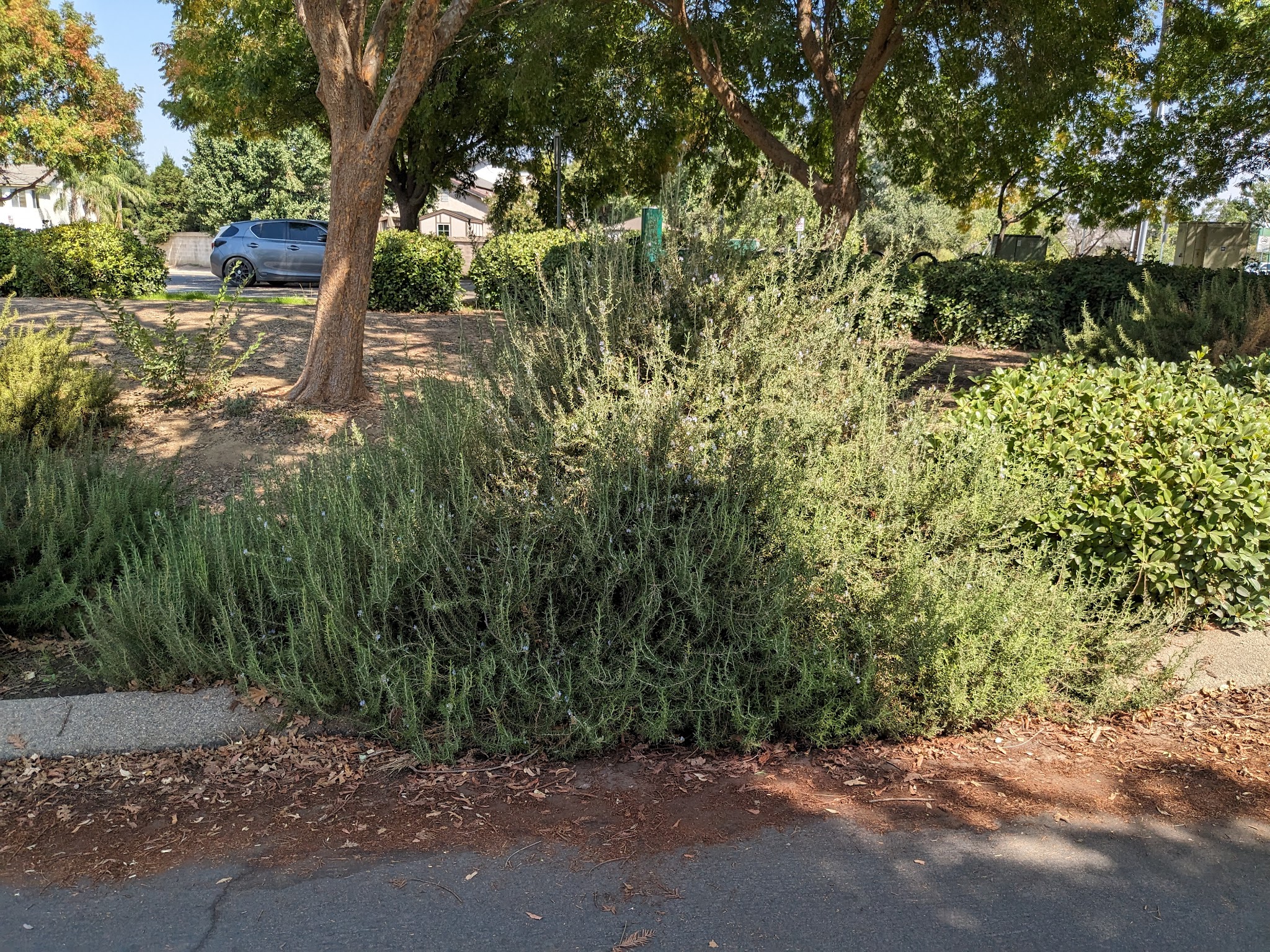 DryCreek Trail end - Clovis, CA