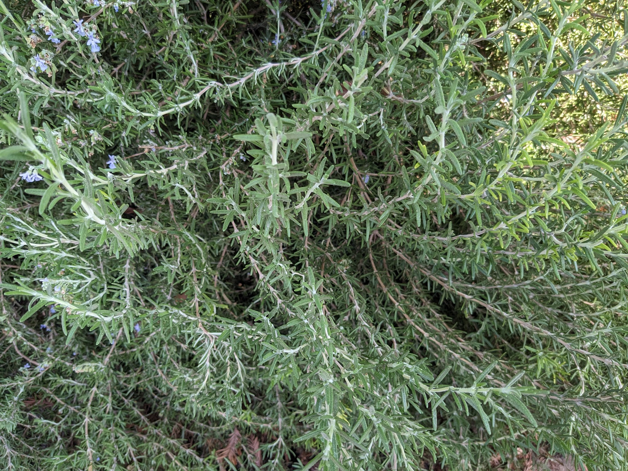 DryCreek Trail end - Clovis, CA