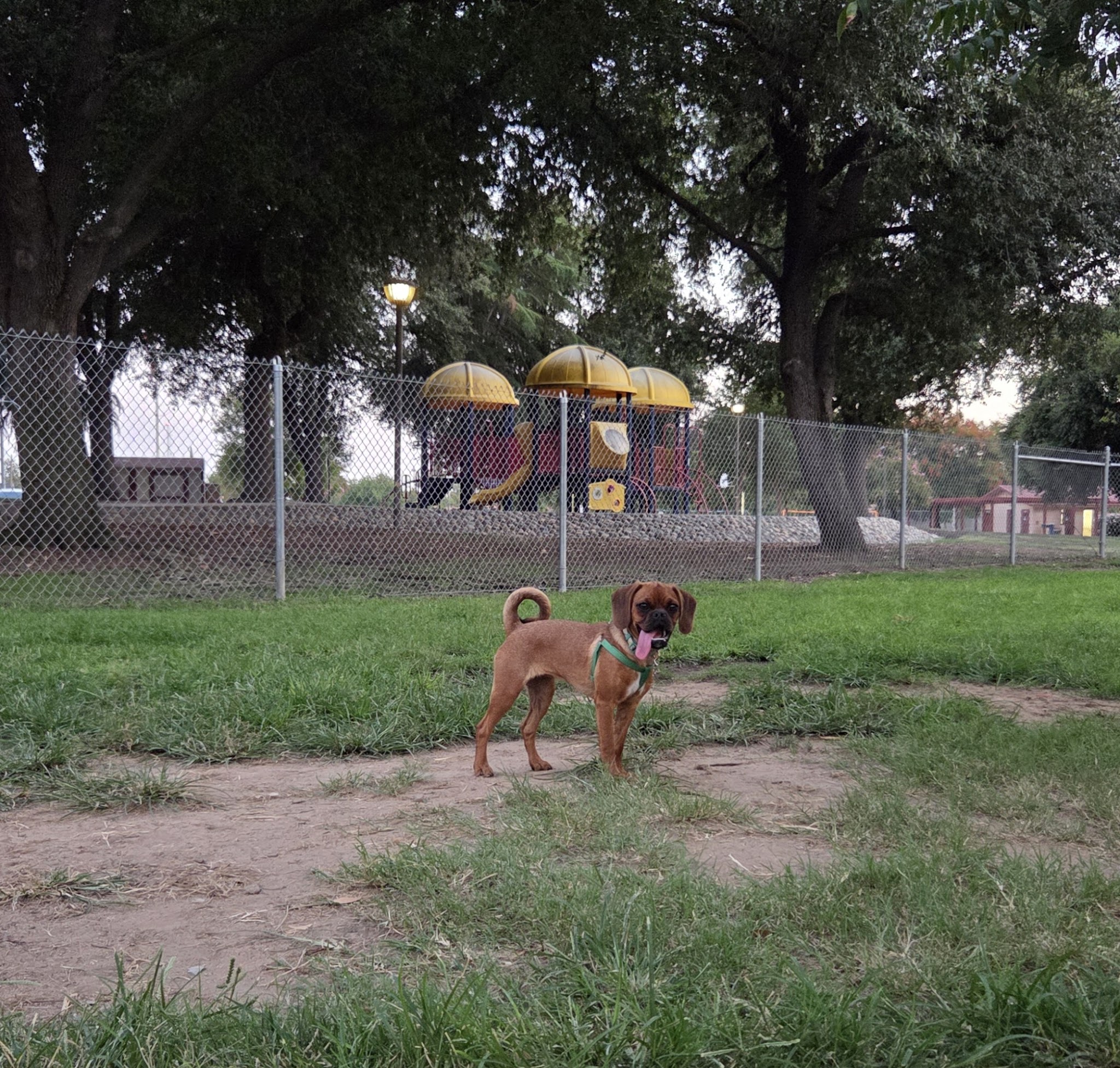 Sierra Bicentennial Dog Park - Clovis, CA