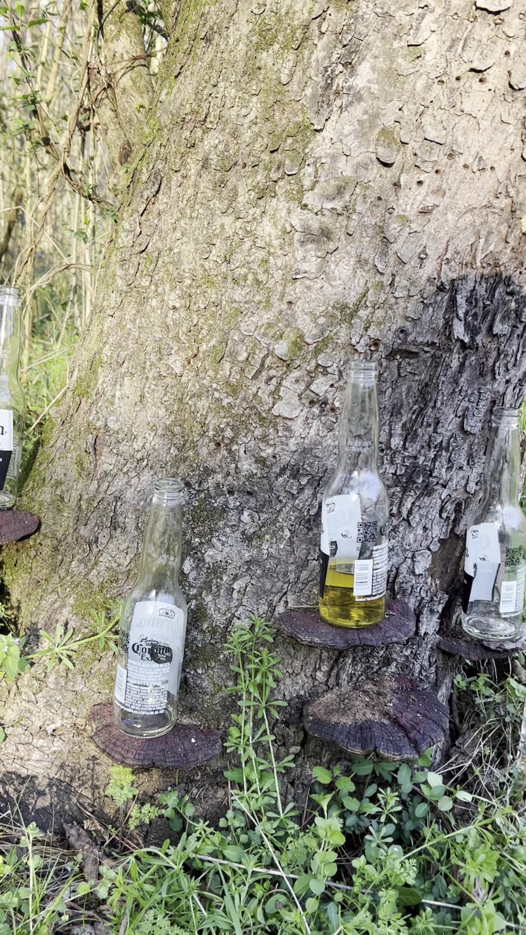 Five Mile Creek Greenway Trail System Parking Area (Shady Grove) - Coalburg, AL