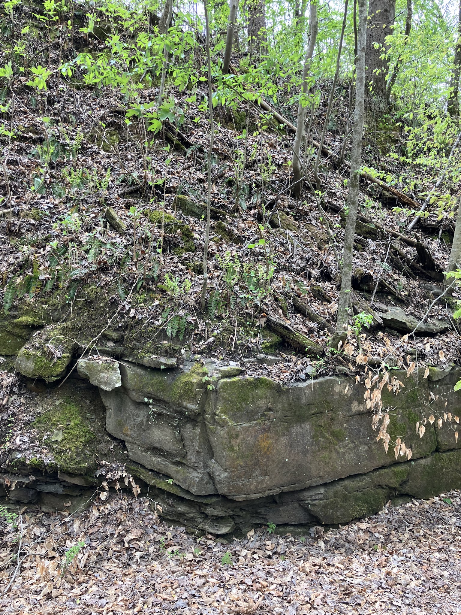 Five Mile Creek Greenway Trail System Parking Area (Shady Grove) - Coalburg, AL